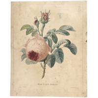 Роза. Литография с подкраской. Франция, середина 19 века