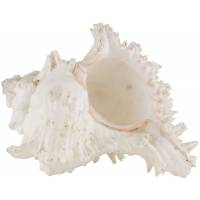 Ракушка морская "Мурекс ветвистый", винтаж, 17 х 13 см, для декора