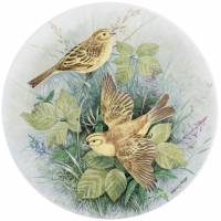Декоративная тарелка с птицами "Овсянка". Винтажный фарфор Royal Doulton, Англия, винтаж, 1988 год