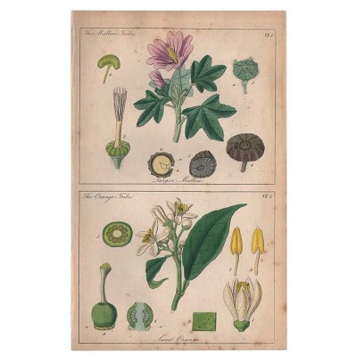 Лист из ботанического атласа MALLOW & ORANGE 