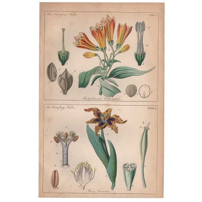 Лист из ботанического атласа Alstromeria & Wavy Fenaria. Гравюра, раскраска вручную, Великобритания, 1865 год