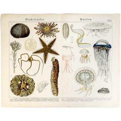 Обитатели моря. Лист XXIX. Хромолитография. Германия, 1886 год