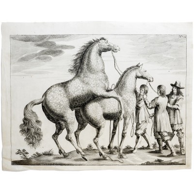 Жеребец и кобыла. Резцовая гравюра. Западная Европа, 17 век