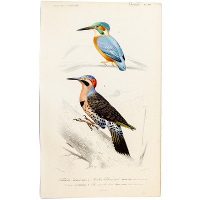 Птицы. Лист 49. Резцовая гравюра с ручной раскраской. Франция, около 1840 г