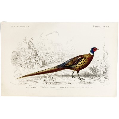 Птицы. Лист 7А. Резцовая гравюра с ручной раскраской. Франция, около 1840 г