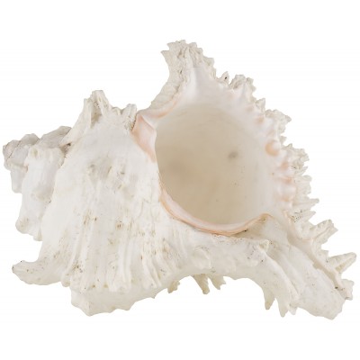 Ракушка морская "Мурекс ветвистый", винтаж, 21 х 17 см, большая, для декора Ракушка морская "Мурекс ветвистый", винтаж, 21 х 17 см, большая, для декора