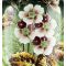 Ваза "Осенние цветы". Высота 34 см. Стекло, ручная роспись. Великобритания, конец 19 века. вид 4